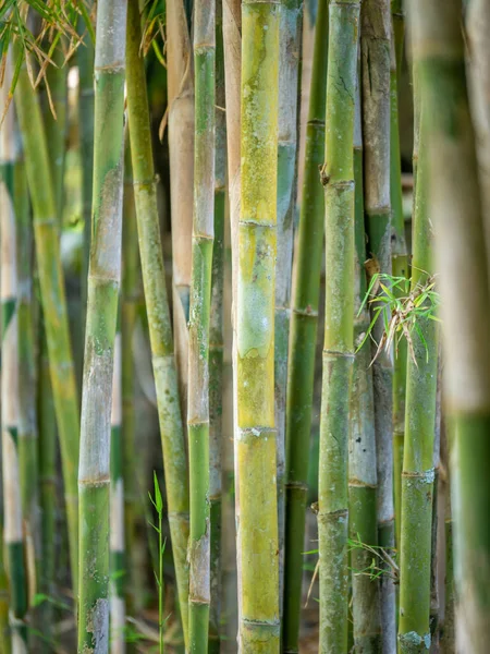 Jovem Árvore Bambu Perto — Fotografia de Stock