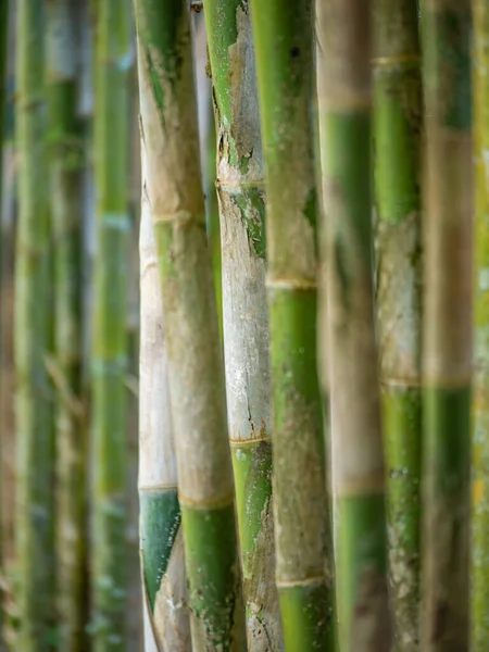 Unga Bambu Träd Närbild — Stockfoto