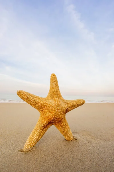 Estrella Mar Playa Tropical — Foto de Stock