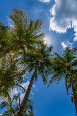 Parlak mavi gökyüzünde hindistan cevizi ağaçları