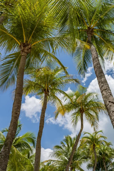 Coconut Trees Bright Blue Sky — Stock Photo, Image