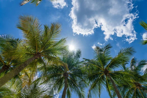 Cocotiers Sur Ciel Bleu Vif — Photo