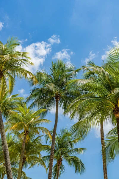 Coconut Trees Bright Blue Sky — Stock Photo, Image