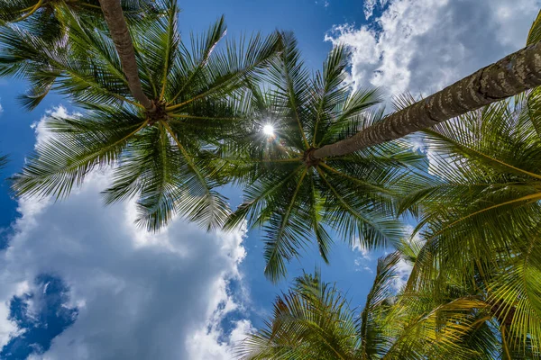 Alberi Cocco Sopra Cielo Blu Brillante — Foto Stock