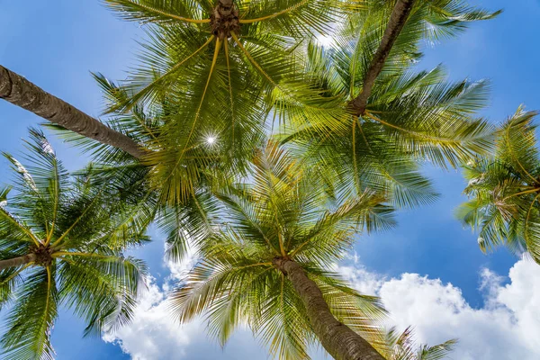 Kokosbomen Boven Heldere Blauwe Lucht — Stockfoto