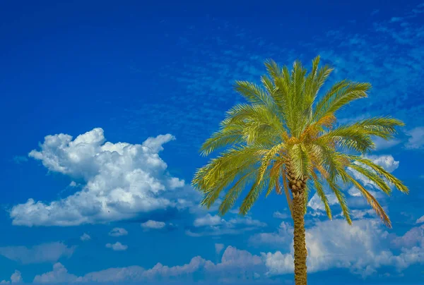 Healthy Palm Tree Blue Sky — Stock Photo, Image