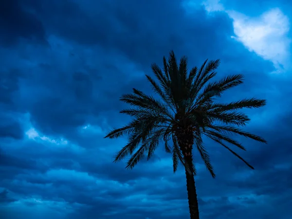 Palm tree in a cyclone storm Lefkas island Greece