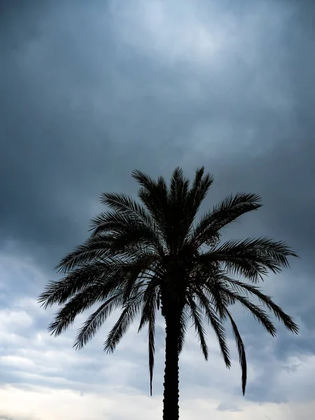 Palm tree in a cyclone storm Lefkas island Greece