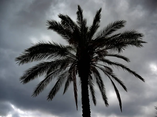 Palm tree in a cyclone storm Lefkas island Greece