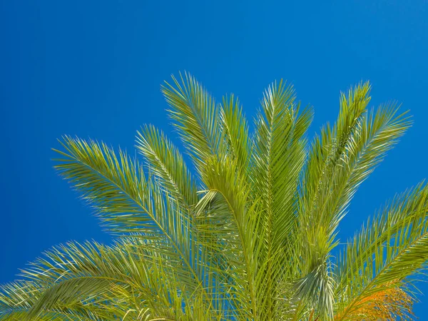 Healthy Palm Tree Blue Sky — Stock Photo, Image