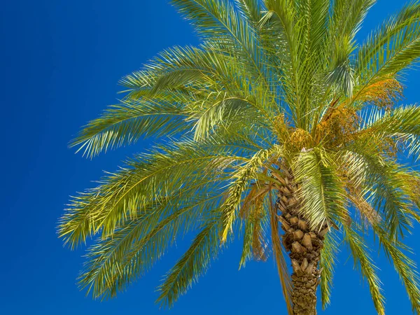 Healthy Palm Tree Blue Sky — Stock Photo, Image