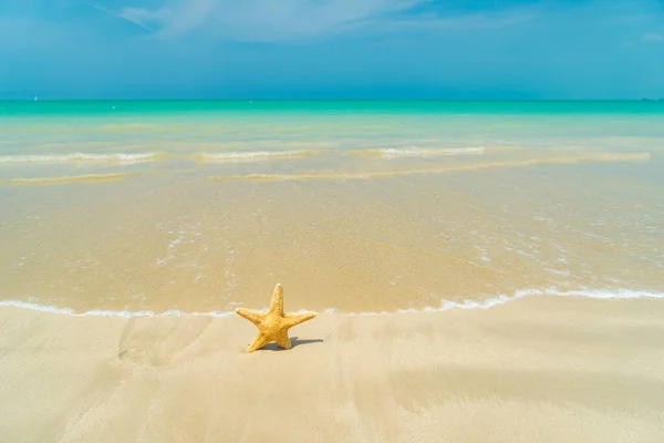 Seestern Tropischen Strand Einem Sonnigen Tag — Stockfoto