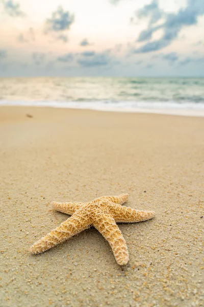 Starfish Trópusi Strandon Naplementekor — Stock Fotó