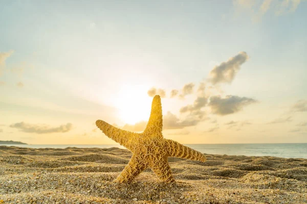 Étoile Mer Sur Plage Tropicale Coucher Soleil — Photo