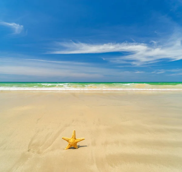 Starfish Tropical Beach Sunny Day — Stock Photo, Image