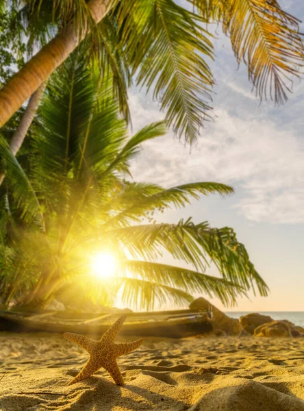 Zeester Het Tropische Strand Bij Zonsondergang — Stockfoto