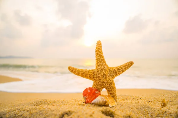 Starfish Praia Tropical Pôr Sol — Fotografia de Stock