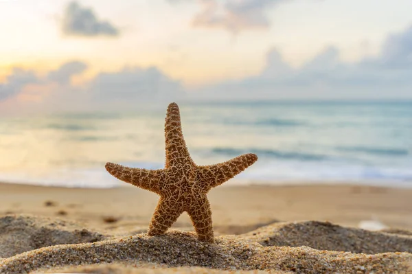 Starfish Tropical Beach Sunset — Stock Photo, Image