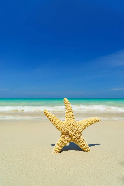 Étoile Mer Sur Plage Tropicale Par Une Journée Ensoleillée — Photo