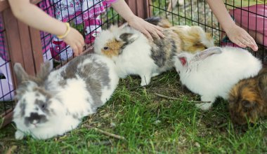 Çocuk utangaç bunny açık dokunmadan