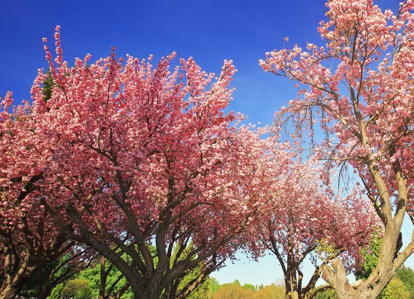 Topo Árvores Cereja Florescendo Primavera — Fotografia de Stock