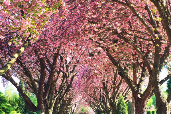 Spitze Der Blühenden Kirschbäume Frühling — Stockfoto