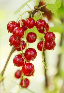 Frenk üzümü çilek bahçesinde