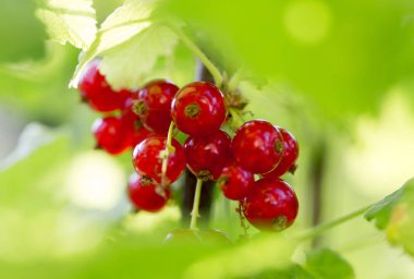Frenk üzümü çilek bahçesinde