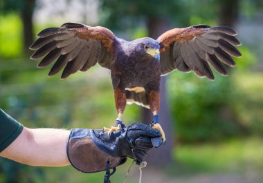 Harris's hawk bird of prey on hand clipart