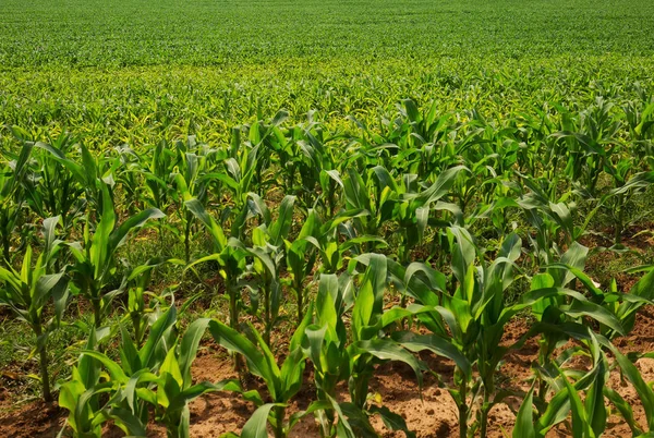 Mezőgazdasági Területen Kukorica — Stock Fotó