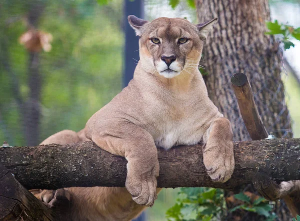 Puma Tier Entspannt Sich Auf Baum — Stockfoto