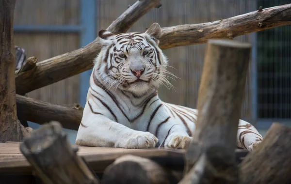Ein Weißer Tiger Entspannen Freien — Stockfoto