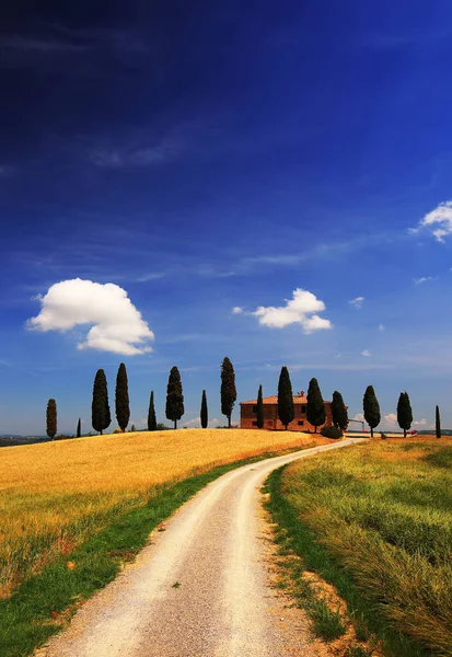 Toscane Italië Cipressini Italiaanse Cipres Bomen Landelijke Witte Weg Het — Stockfoto