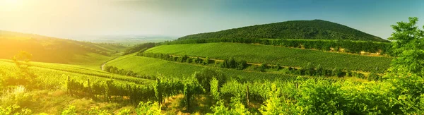 Виноградник Угорщині Панорама Перегляд — стокове фото