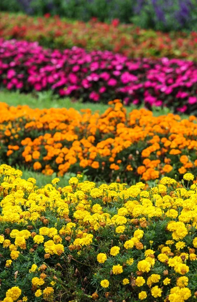 Farverige Blomster Haven Udendørs - Stock-foto