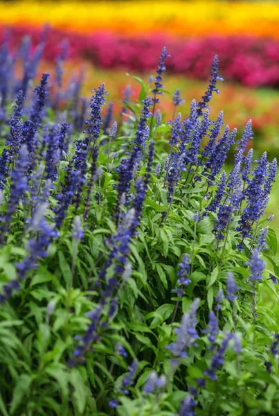 Fleurs Colorées Dans Jardin Extérieur — Photo