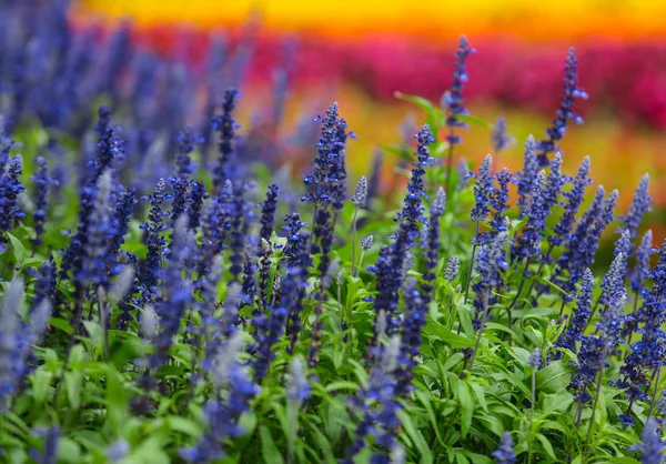 Fleurs Colorées Dans Jardin Extérieur — Photo