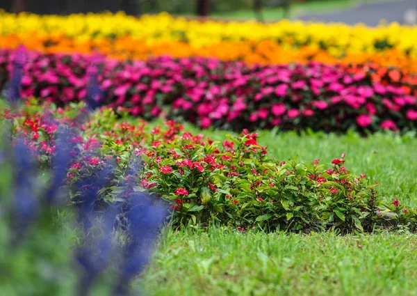 Fleurs Colorées Dans Jardin Extérieur — Photo