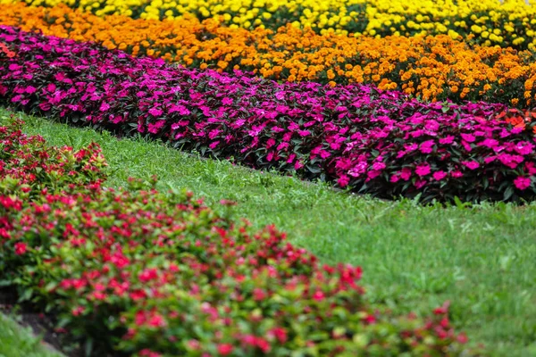 Fiori Colorati Giardino All Aperto — Foto Stock