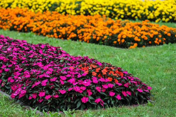 屋外の庭に色とりどりの花 — ストック写真