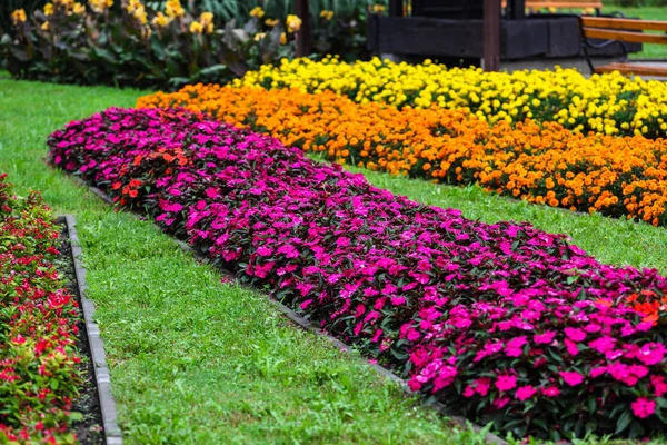 Barevné Květiny Zahradě Venkovní — Stock fotografie