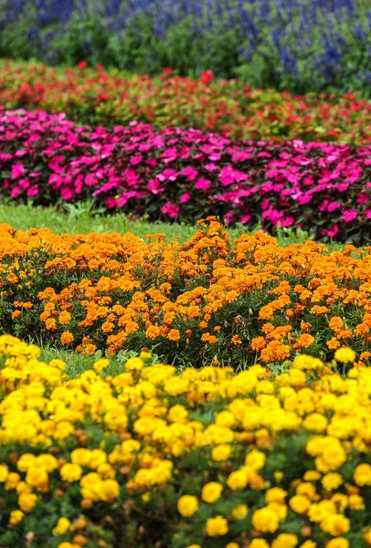 Färgglada Blommor Trädgården Utomhus — Stockfoto