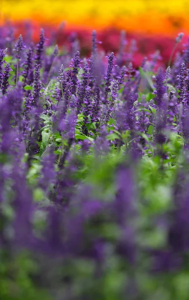 Fleurs Colorées Dans Jardin Extérieur — Photo