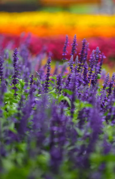 屋外の庭に色とりどりの花 — ストック写真