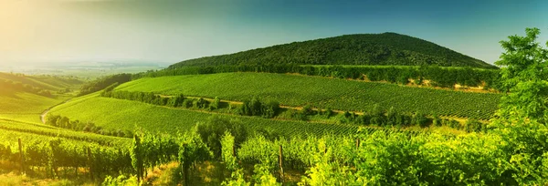Wijngaard Hongarije Panoramisch Uitzicht — Stockfoto
