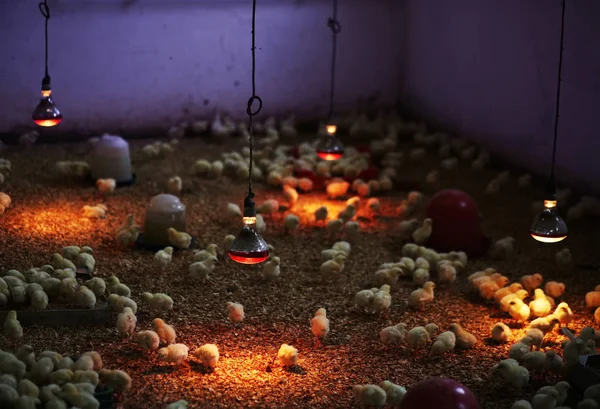 Group Small Chicken Indoor — Stock Photo, Image
