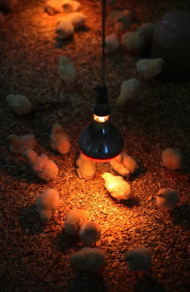 Group Small Chicken Indoor — Stock Photo, Image