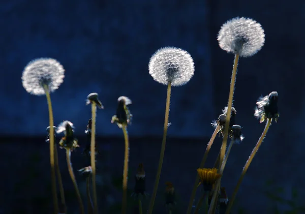 Dandelion Backlit Blue Background — Stock Photo, Image