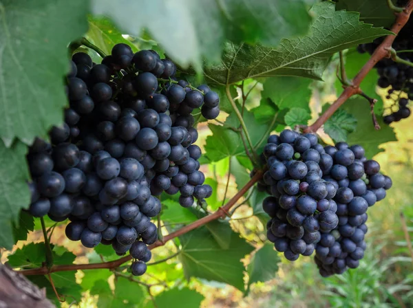 Bando Uvas Ramo Vinha — Fotografia de Stock