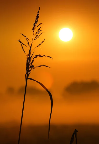 Lâmina Junco Com Sol Fundo — Fotografia de Stock